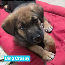 Thumbnail photo of Bing Crosby (10wk PUPPY) #1