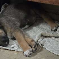 Thumbnail photo of Bing Crosby (10wk PUPPY) #3