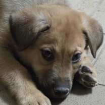 Thumbnail photo of Michael Buble (10wk PUPPY) #2