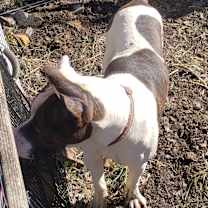 Thumbnail photo of Deisal #4