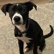 Thumbnail photo of Shea #1