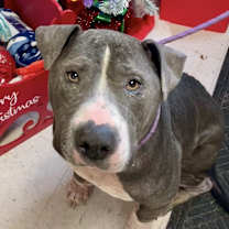 Thumbnail photo of Kringle #1