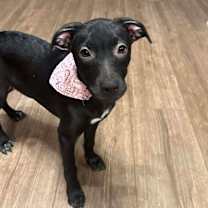 Thumbnail photo of Lottie Deno #1