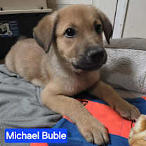 Thumbnail photo of Michael Buble (10wk PUPPY) #1