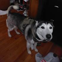 Thumbnail photo of Naya #1