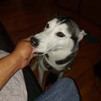 Thumbnail photo of Naya #4