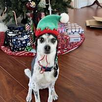 Thumbnail photo of Maisie #3