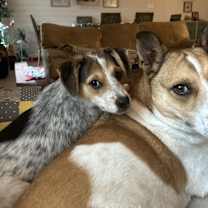 Thumbnail photo of Rosie Bug #3