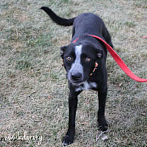 Thumbnail photo of Carol #2