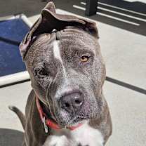 Thumbnail photo of Hondo #3