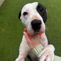 Thumbnail photo of Mamba #1