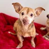 Thumbnail photo of Ham #1