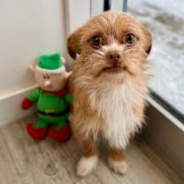 Thumbnail photo of Gizmo #2