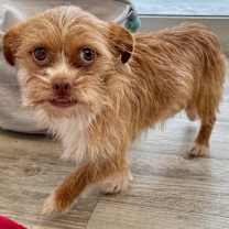 Thumbnail photo of Gizmo #4