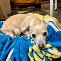 Thumbnail photo of Shadow 3 #2