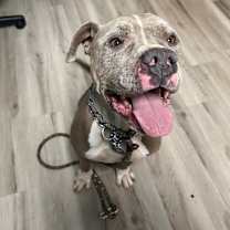 Thumbnail photo of Nitro Nelly #3