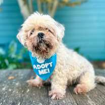 Thumbnail photo of Lolita #1