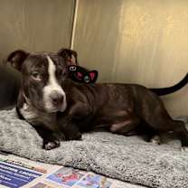 Thumbnail photo of Al Capone #3