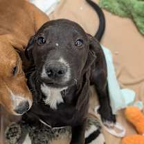 Thumbnail photo of Donner #2