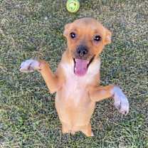 Thumbnail photo of Jabba #1