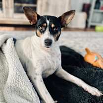 Thumbnail photo of Violet  #3