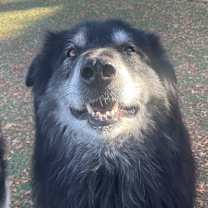 Thumbnail photo of Saheri #1