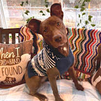 Thumbnail photo of Debra - Reduced Adoption Fee #1