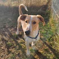 Thumbnail photo of Beazle #1