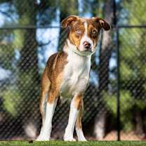 Thumbnail photo of Strudel #4