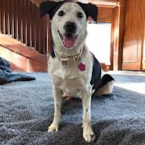 Thumbnail photo of Poppy #3