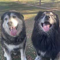 Thumbnail photo of Saheri #3