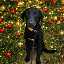 Thumbnail photo of Noel #1