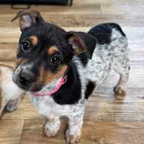 Thumbnail photo of Farah *Adoption Pending* #1