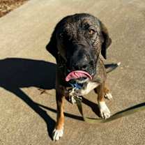 Thumbnail photo of Dawn (D25-112) #3