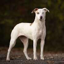 Thumbnail photo of Azul #4