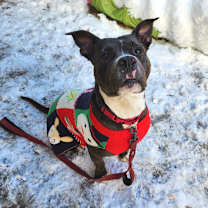 Thumbnail photo of Kratos  #2