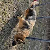 Thumbnail photo of Diamond #4