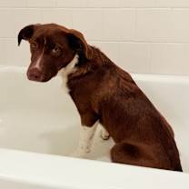 Thumbnail photo of Whiskey #4