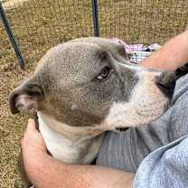 Thumbnail photo of Magnolia AKA Nolie #3