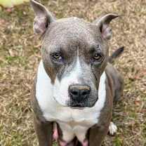 Thumbnail photo of Magnolia AKA Nolie #4