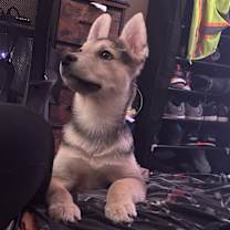 Thumbnail photo of Bruce #2