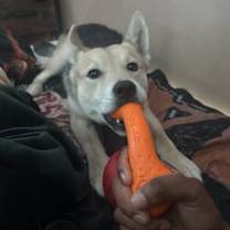 Thumbnail photo of Bruce #3