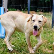 Thumbnail photo of Daisy AKA Crumpet #4