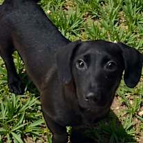 Thumbnail photo of Ollie #1