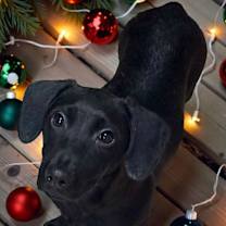 Thumbnail photo of Ollie #2