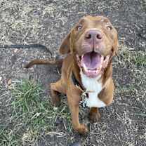 Thumbnail photo of Jimbo — Sweet as Chocolate #3