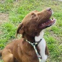 Thumbnail photo of Jimbo — Sweet as Chocolate #4