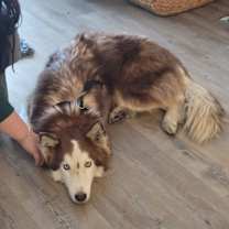 Thumbnail photo of Kayzo #1