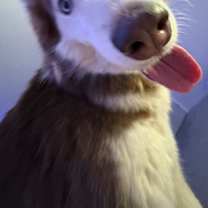 Thumbnail photo of Kayzo #3