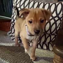 Thumbnail photo of Ripley #2